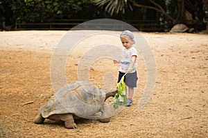 Little boy feeding Aldabra giant tortoise. Mauritius.