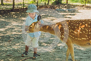 Little boy feeding deer in farm. Closeup