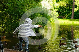 Little boy feeding ducks in park pond