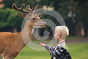 little boy is feeding fallow deer, domestic deer in park