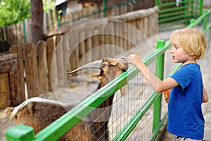 Little boy feeding goat. Child at outdoors petting zoo. Kid having fun in farm with animals. Children and animals. Fun for kids on