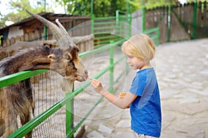 Little boy feeding goat. Child at outdoors petting zoo. Kid having fun in farm with animals. Children and animals. Fun for kids on