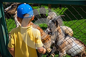 little boy feeding goats in contact zoo