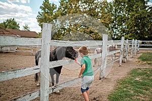 A little boy feeding a horse on the farm on a beautiful summer day