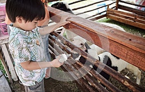 Little boy feeding Sheep in farm