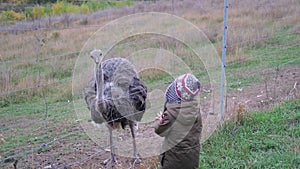 little boy feeding simply ostrich, is a species of large flightless bird