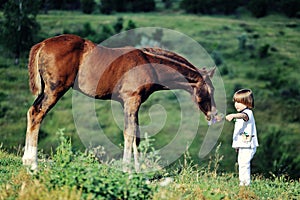 Little boy feeds horse