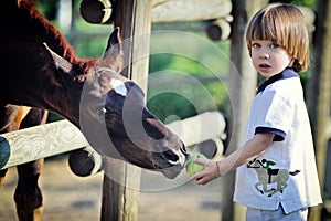 Little boy feeds horses with apple photo