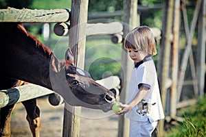 Little boy feeds horses with apple photo