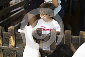 Little Boy feeds white goat