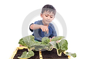 Little boy fertilizer to vegetables in pots