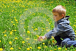 Little boy on the field of dandelions