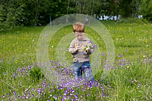 Little boy in the field of Violets