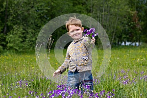 Little boy in the field of Violets