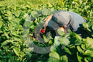 little boy gathering strawberries at the farm