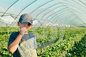 little boy gathering strawberries at the farm eating chewing eating enjoying