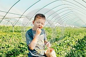 little boy gathering strawberries at the farm eating chewing eating enjoying