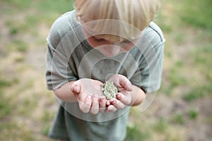 Little Boy Gently Holding Grey Tree Frog