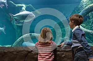 Little boy and girl watching fishes in aquarium