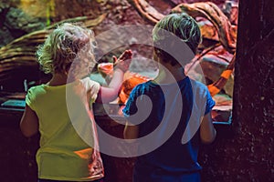 Little Boy and girl watching tropical coral fish in large sea life tank. Kids at the zoo aquarium