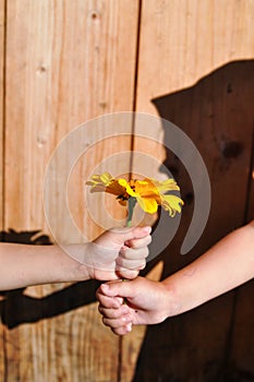 A little boy gives a yellow flower to a little girl against a wooden wall and a shadow from the girl, tenderness and feelings