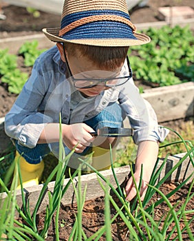 A little boy in glasses looks at plants through a magnifying glass.