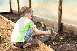 A little boy in green clothes is planting cucumber seedlings