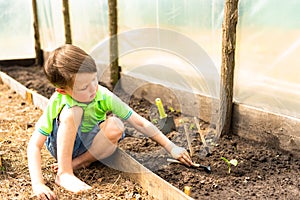 A little boy in green clothes is planting cucumber seedlings