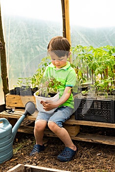 A little boy in green clothes sits near vegetable seedlings