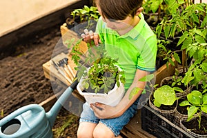 A little boy in green clothes sits near vegetable seedlings