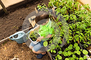 A little boy in green clothes sits near vegetable seedlings