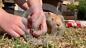 Little boy grooming and feeding a long haired cute guinea pig summer