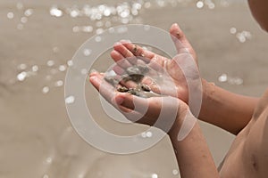 Little boy hand holding hermit crab in shell on the beach