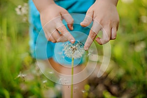 Little boy hands touching a dandelion on the background og grass