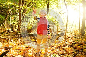 Little boy having fun during stroll in the forest at sunny autumn day. Child playing maple leaves. Active family time on nature.