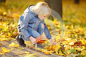 Little boy having fun during stroll in park at sunny autumn day. Child collect maple leaves. Inquisitive baby explore nature.