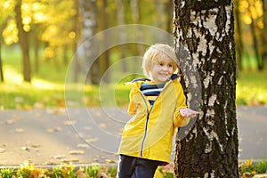 Little boy having fun during stroll in the public park with birch trees at sunny autumn day. Active family time on nature. Hiking