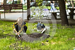 A little boy helps dig a hole to plant a magnolia tree in his yard