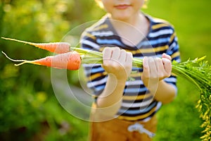 Little boy helps family to harvest of organic homegrown vegetables at backyard of farm. Child holding bunch of fresh carrot and