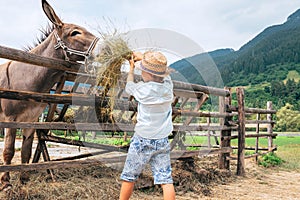 Little boy helps to feed a donkey on the farm