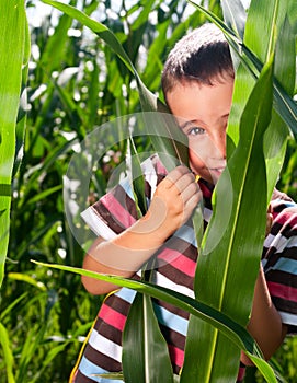 Little boy hide in corn