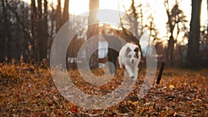 Little boy and his big brother playing with dog - throwing ball and the dog running after it