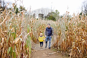 Little boy and his father having fun on pumpkin fair at autumn. Family walking among the dried corn stalks in a corn maze.