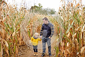 Little boy and his father having fun on pumpkin fair at autumn. Family walking among the dried corn stalks in a corn maze.