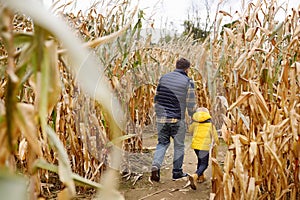 Little boy and his father having fun on pumpkin fair at autumn. Family walking among the dried corn stalks in a corn maze.