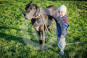 Little boy and his friend Great Dane dog