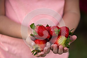 Little boy hold strawberries. Fresh strawberries closeup. Kid holding strawberry in hands.