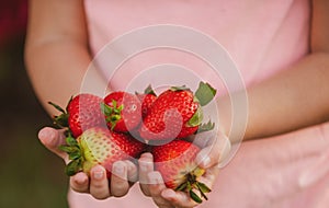 Little boy hold strawberries. Fresh strawberries closeup. Kid holding strawberry in hands.