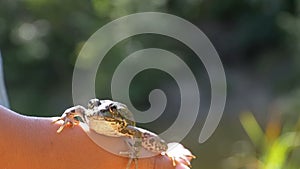 Little Boy Holding a Frog in his Hands on the Beach near the River. Slow Motion