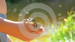 Little Boy Holding a Frog in his Hands on the Beach near the River. Slow Motion